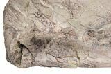 Huge, Triassic Amphibian (Metoposaurus) Clavicle Bone - Arizona #209973-6